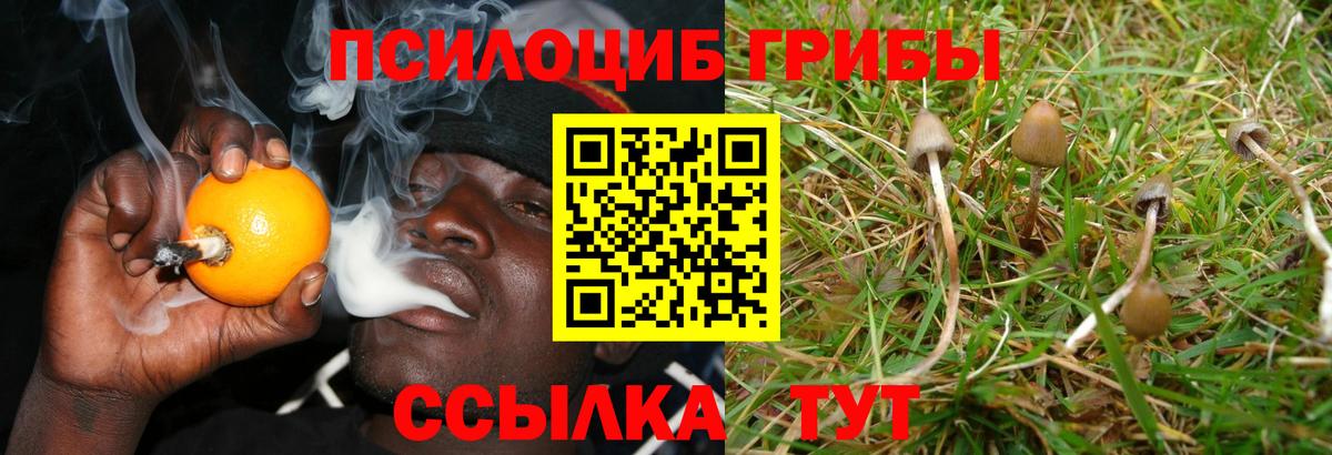 Галлюциногенные грибы Psilocybe Родники